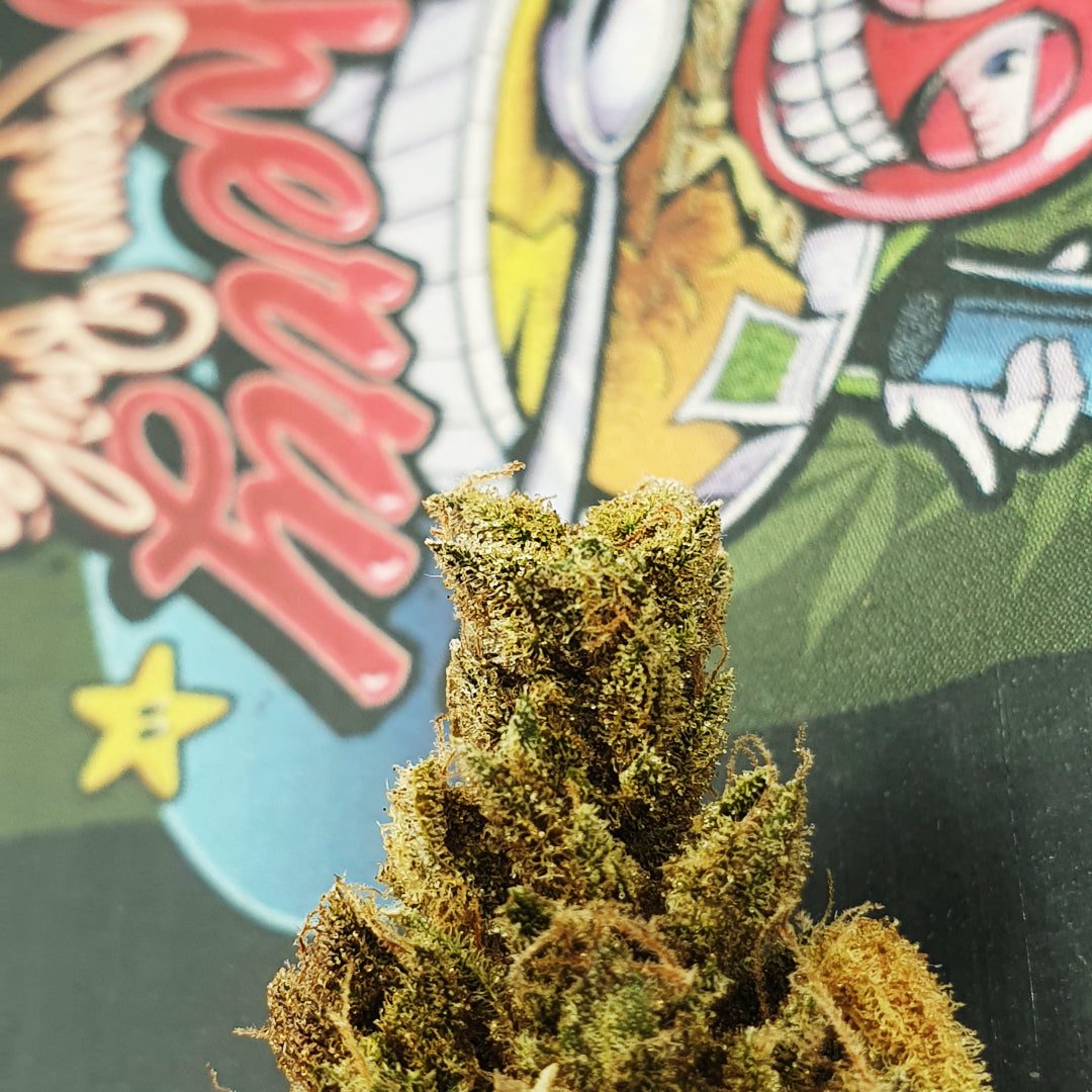 Cherry Crème Brûlée - Indoor