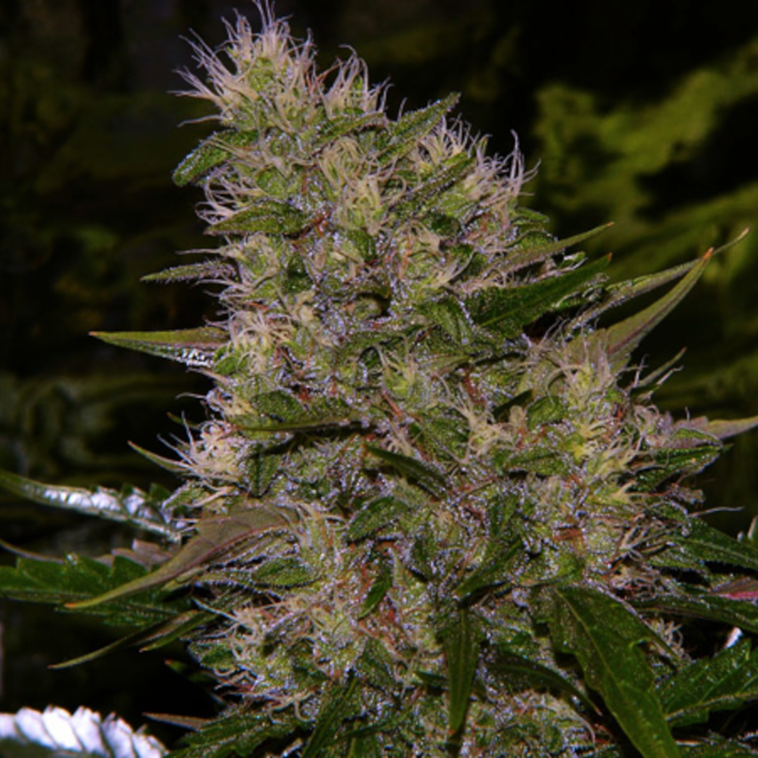 graine critical mass