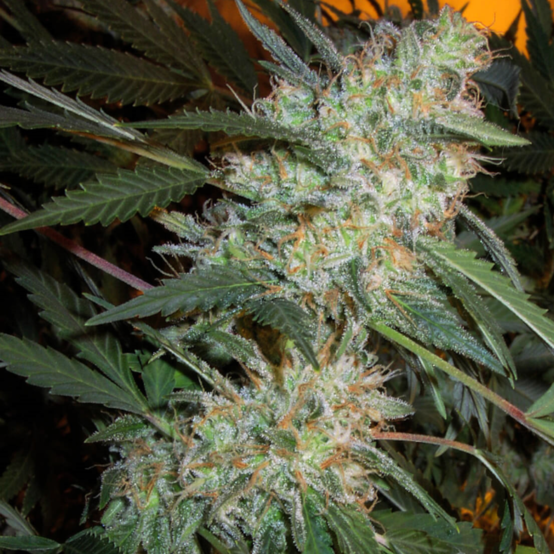 critical mass indoor
