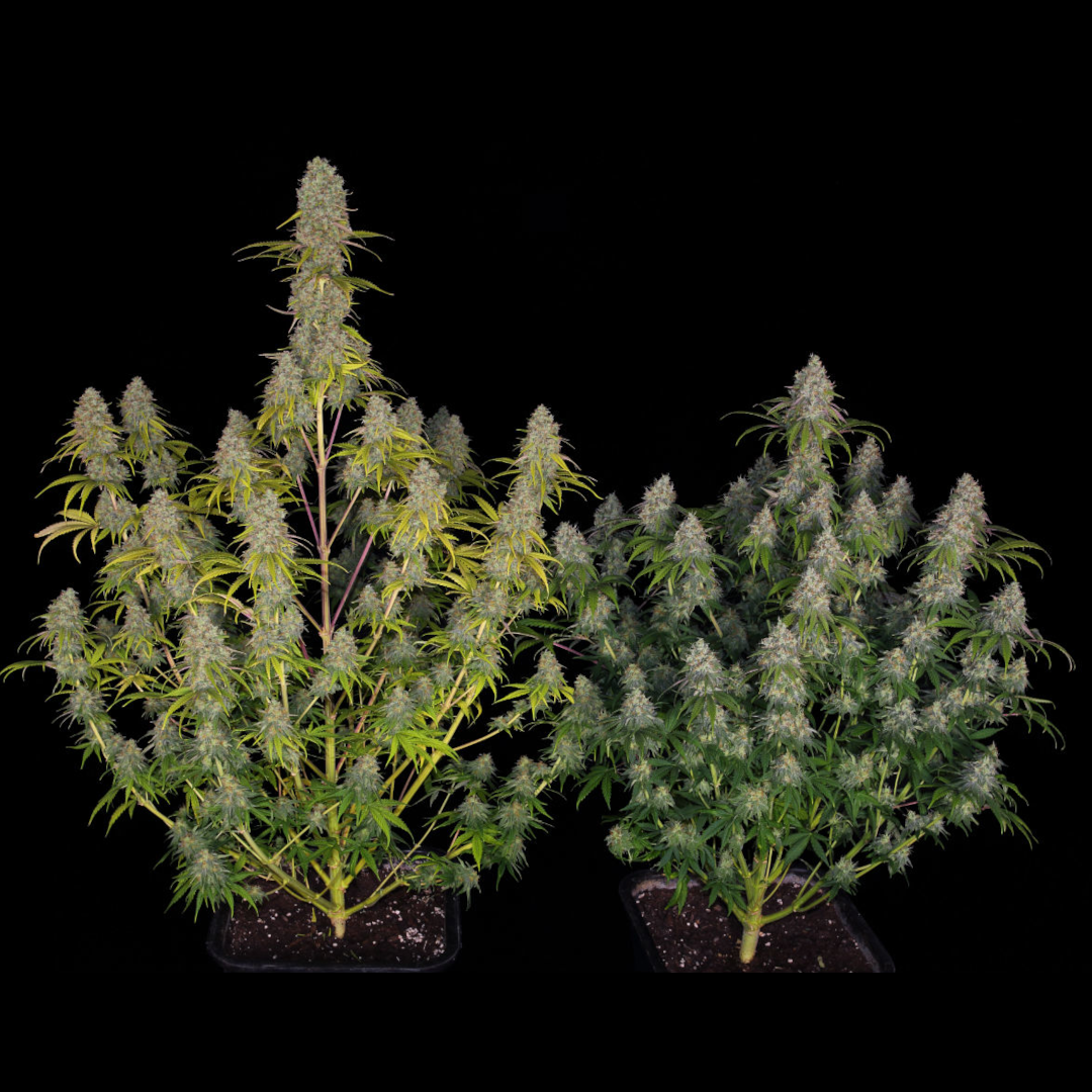 big bud seed