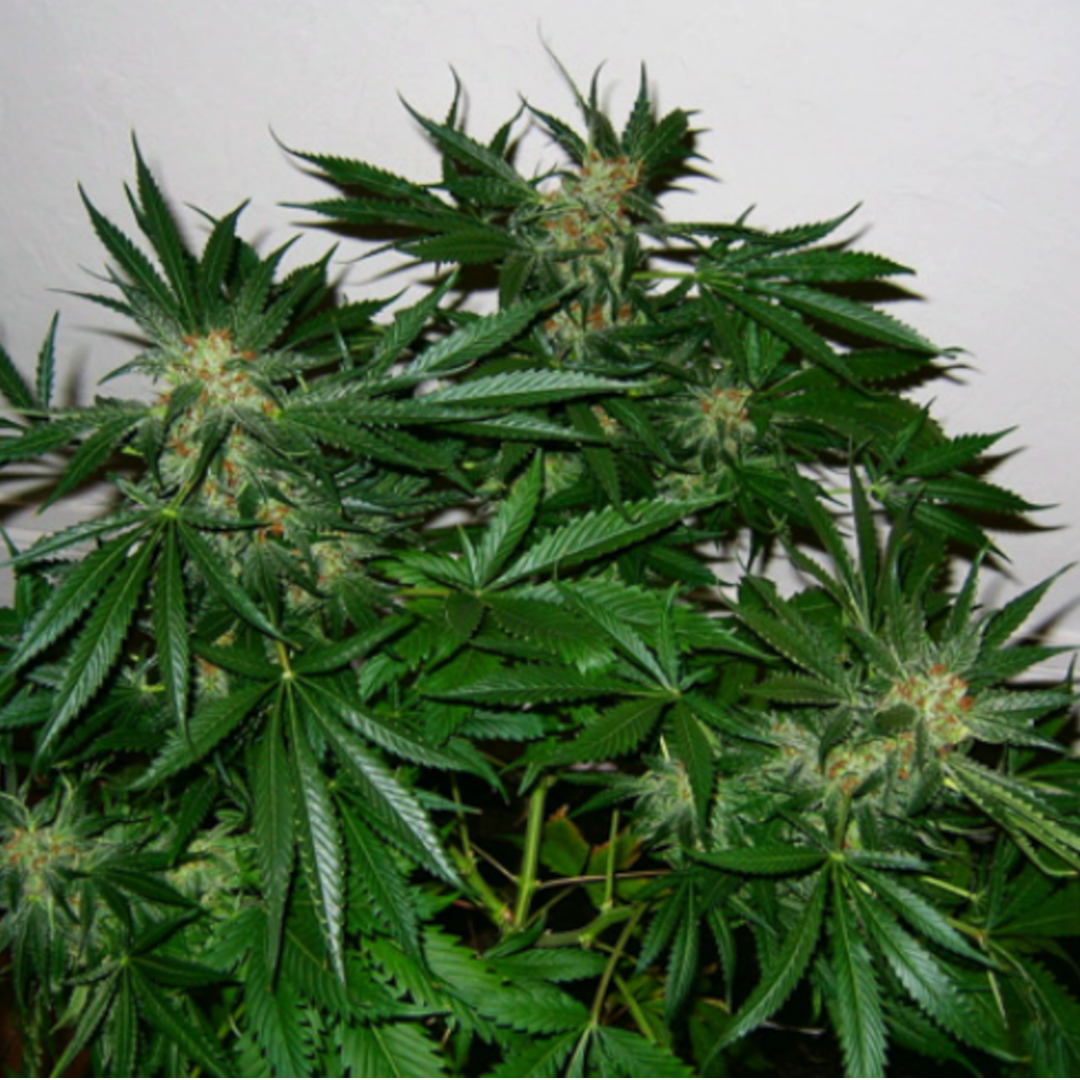 early skunk