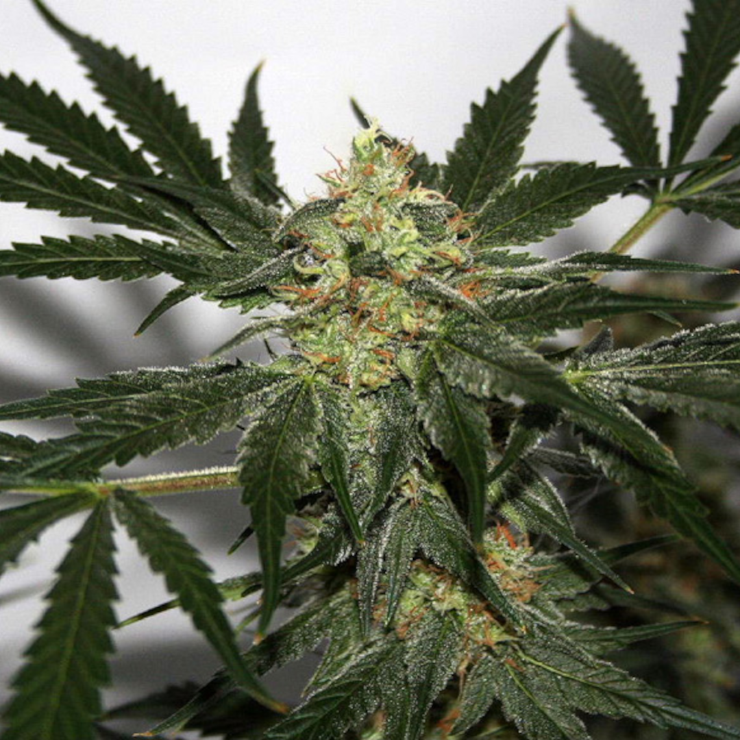 skunk seeds