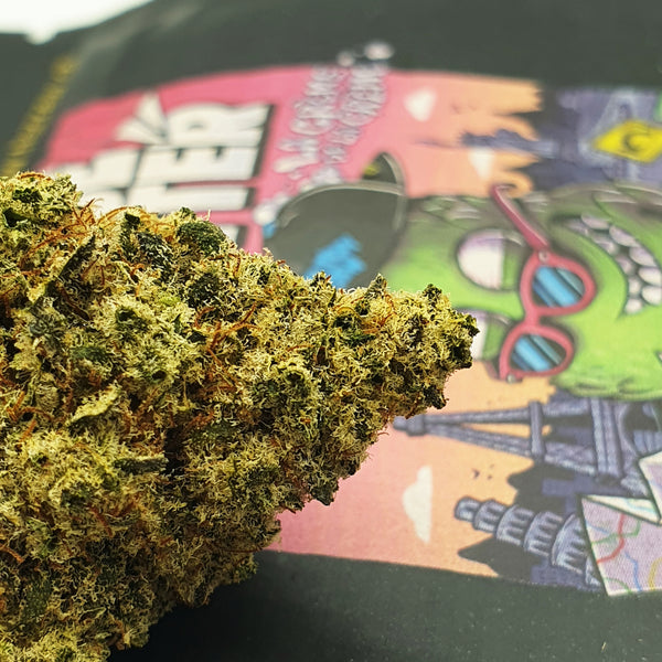 Globe Trotter - Indoor