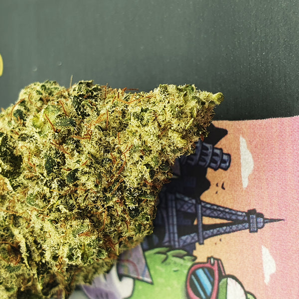 Globe Trotter - Indoor