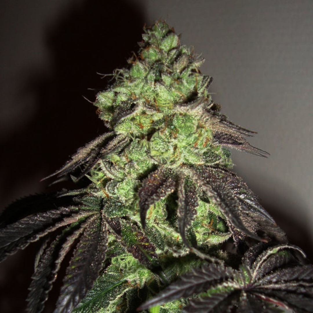 girl scout 