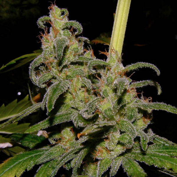 la nina seeds