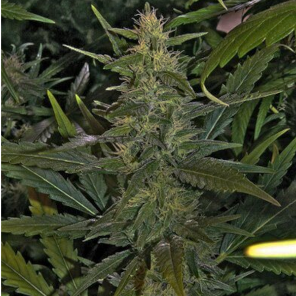 graine cannabique