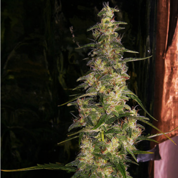 sativa seeds