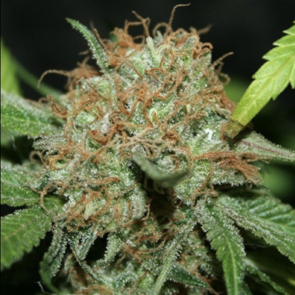 la nina cannabis