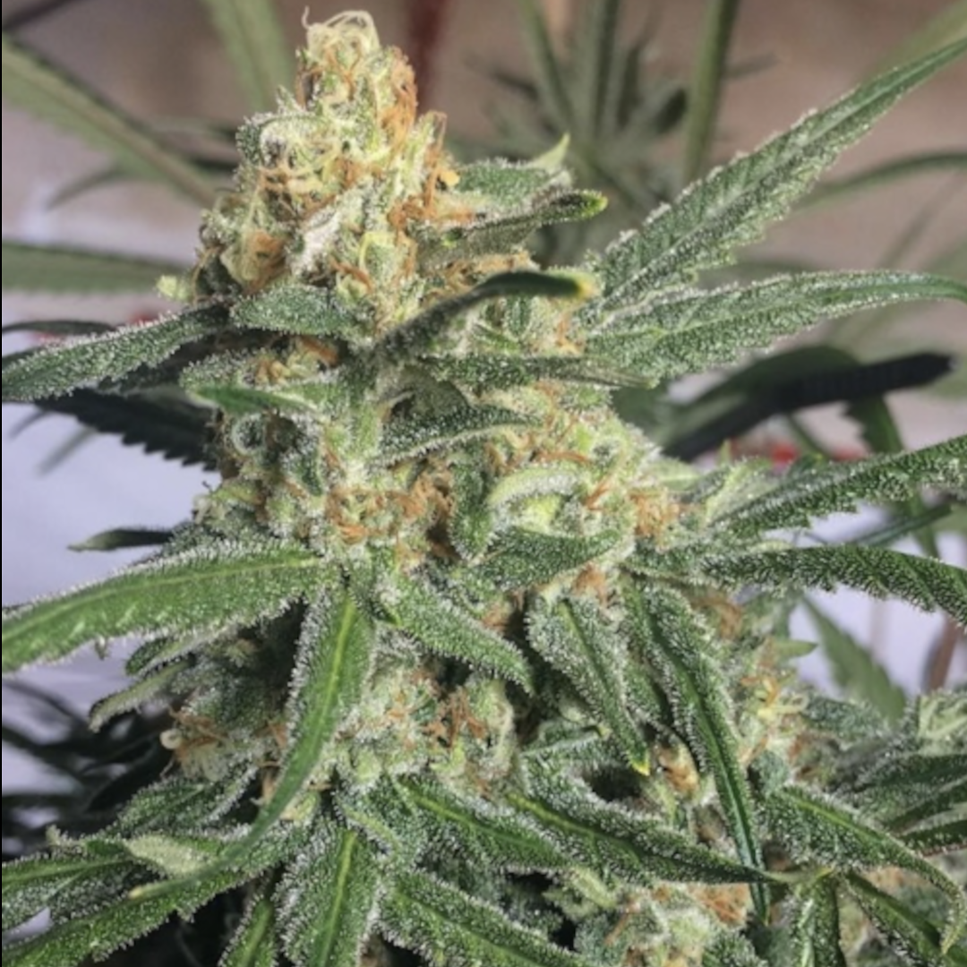 seed brazil