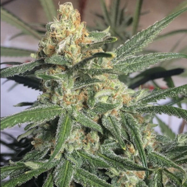 seed brazil