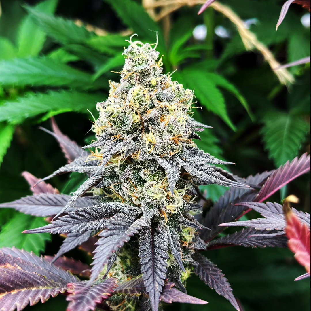 slurricane