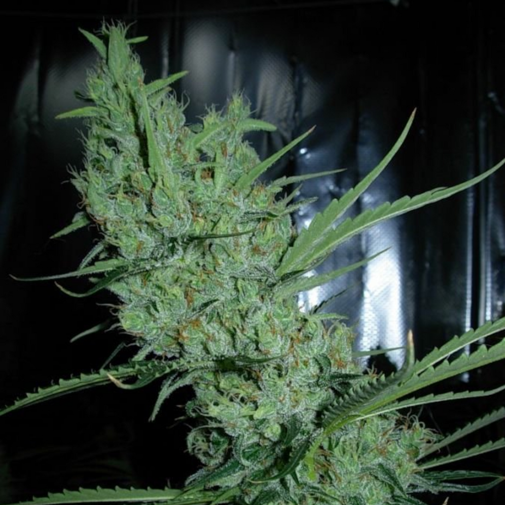 Super Silver Haze france