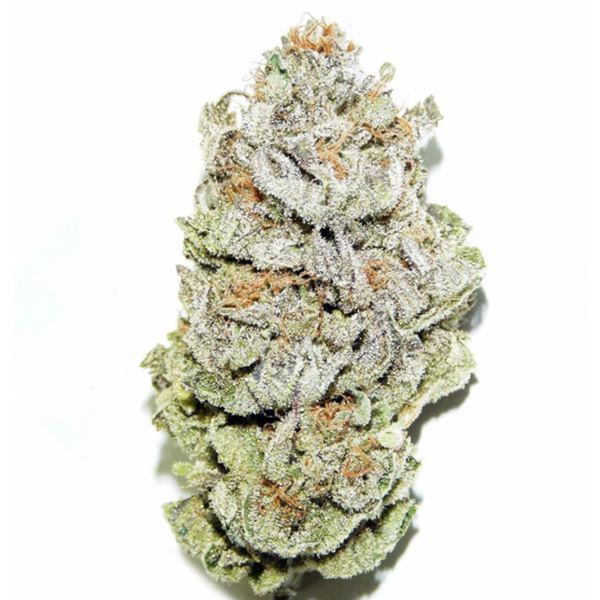 cannabis graines