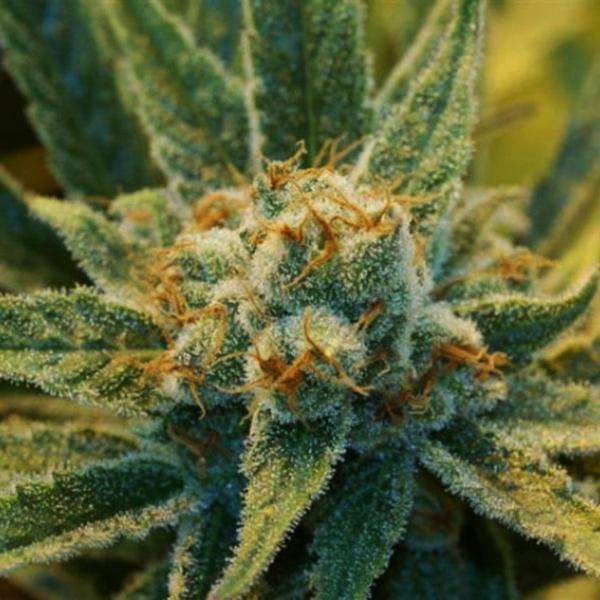 graine super silver haze