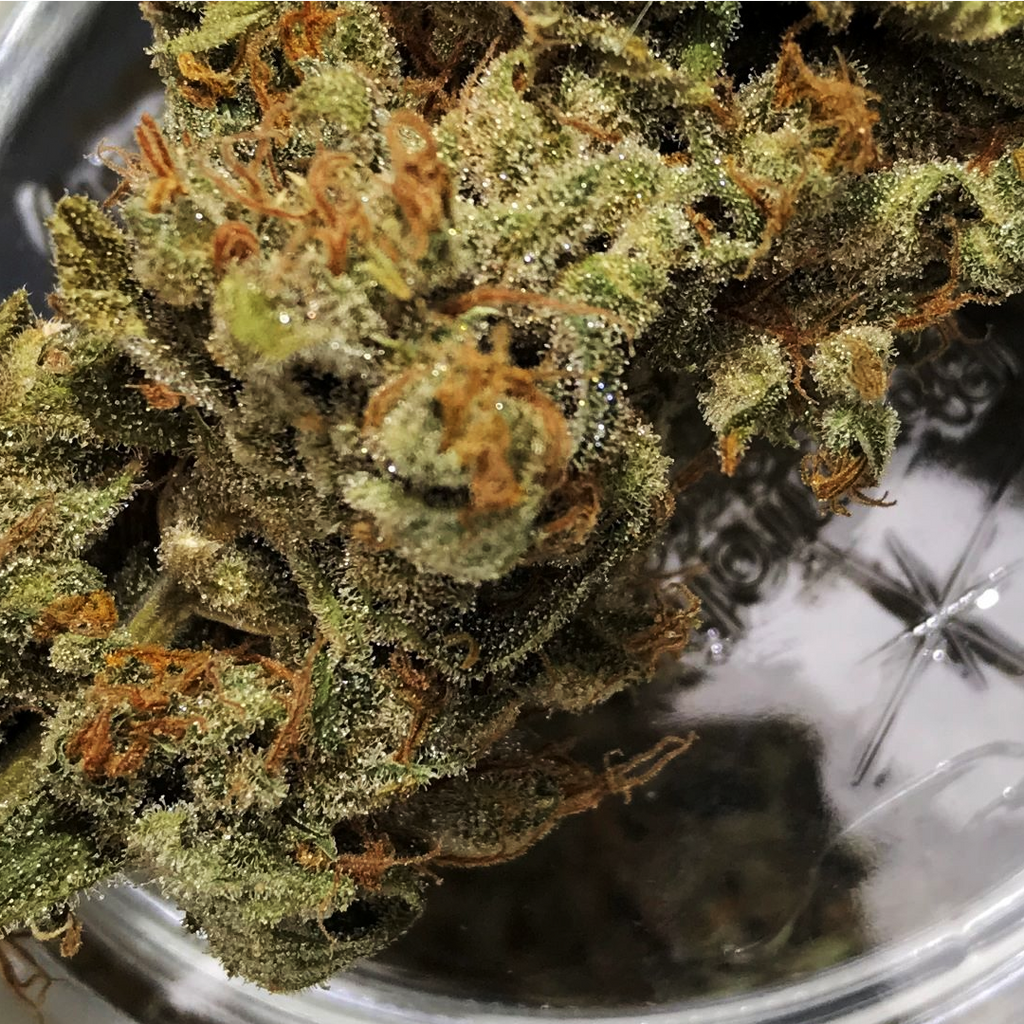 haze seed