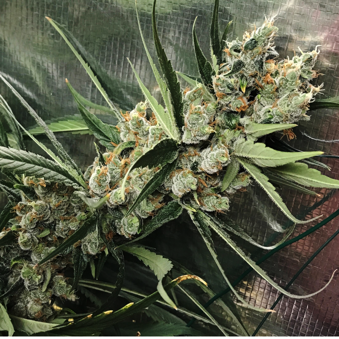 super silver haze graine