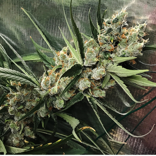 super silver haze graine