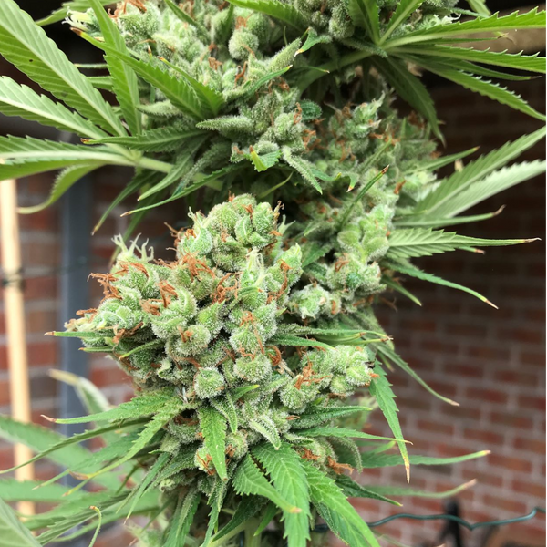 mr nice seeds