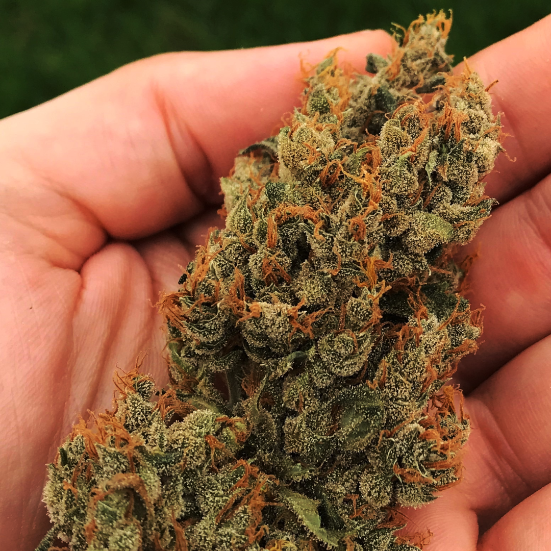 meilleur graine cannabis france