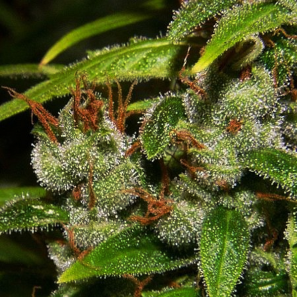 cannabis macro