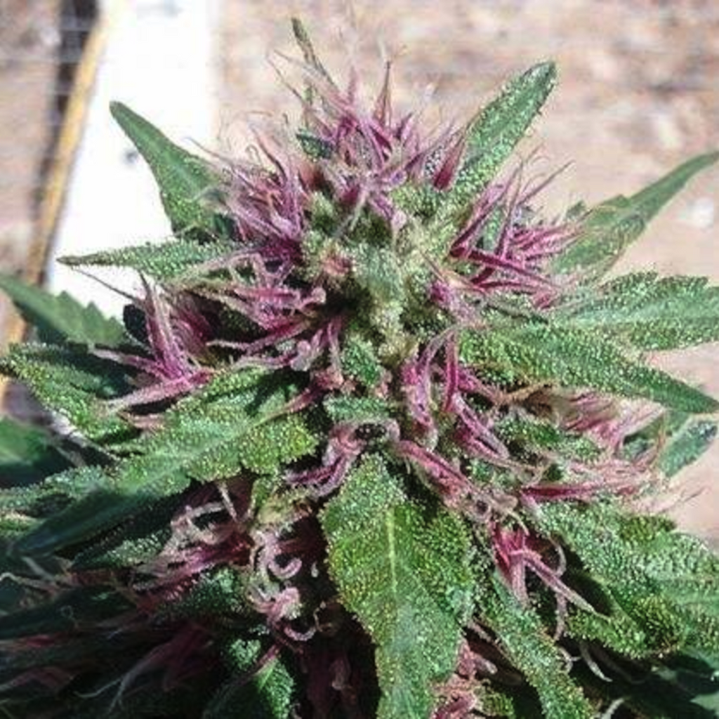 graine cbd europa