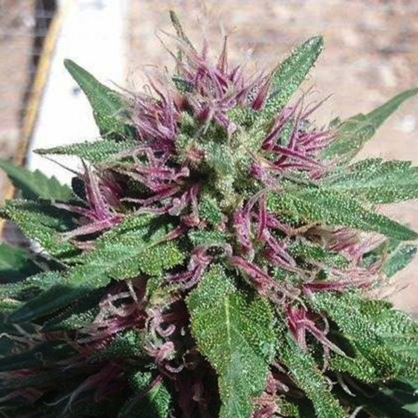 graine cbd europa