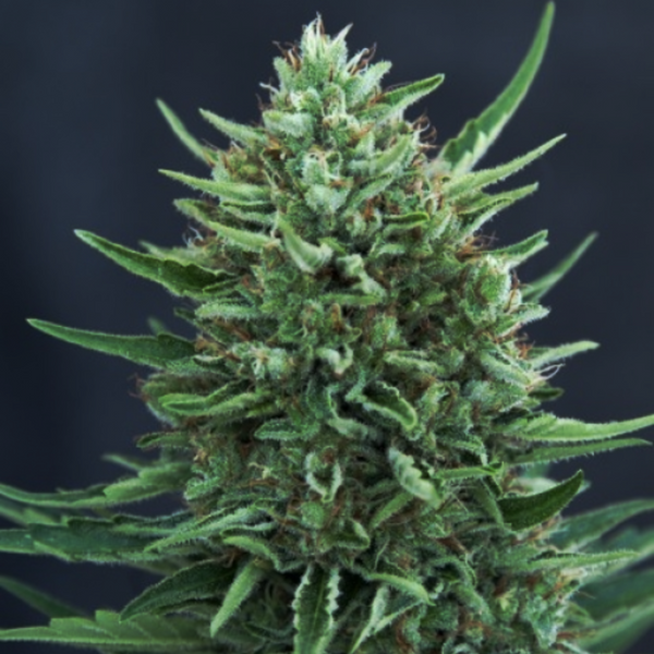 graine cannabis france