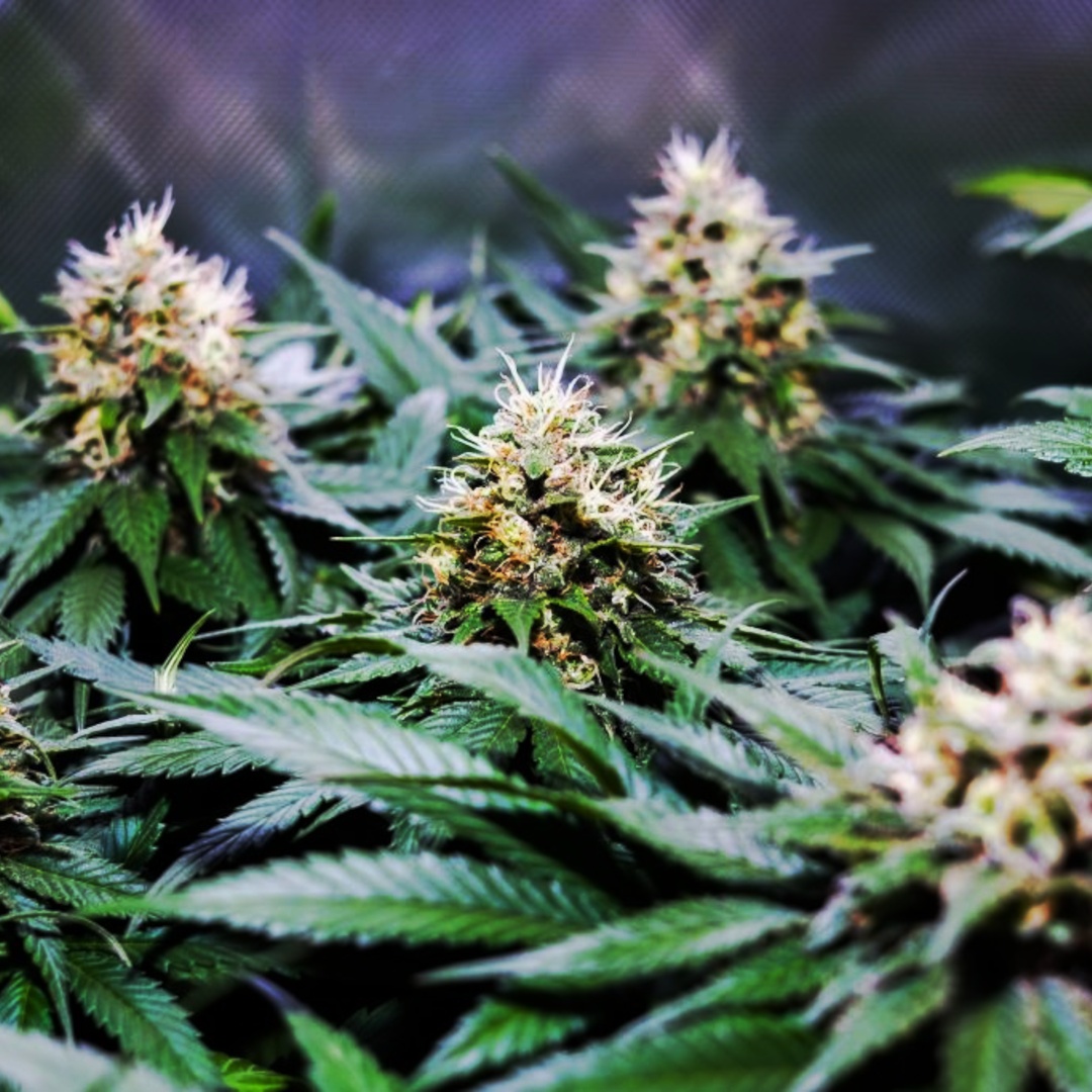 graine cannabis qualité