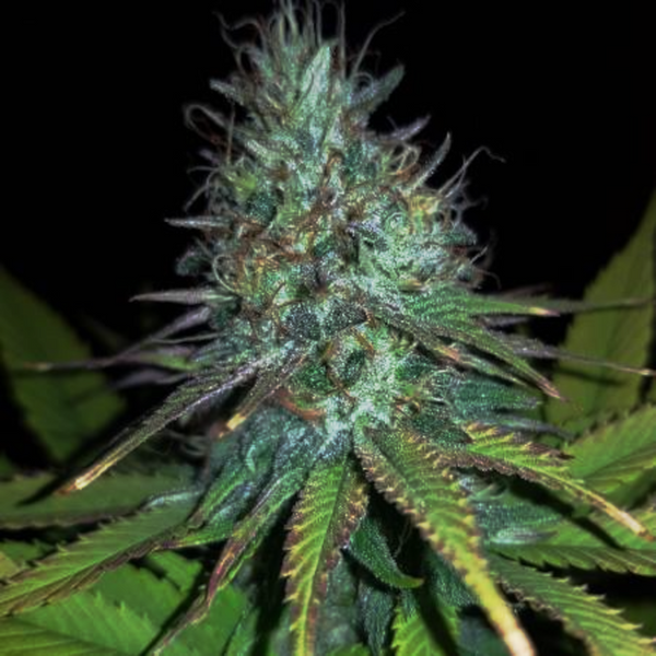 therapy cbd